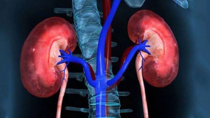 Chiết xuất bạch linh được kỳ vọng  bảo vệ thận trong trường hợp có tổn thương thận cấp