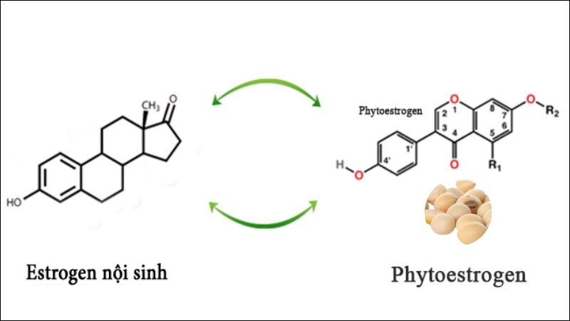 Người bị suy thận nên hạn chế uống sữa đậu nành do có chứa phytoestrogen gây ra ảnh hưởng đến sức khỏe