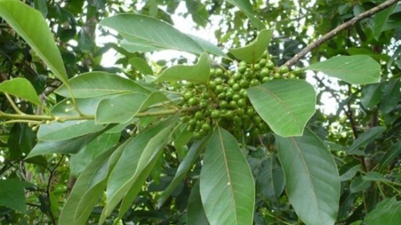 Bời lời là một loại cây mọc hoang thuộc họ Long não