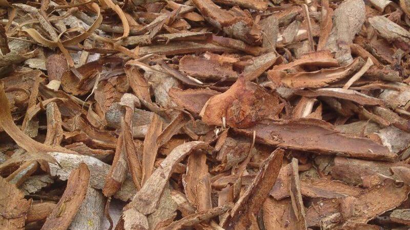 Vỏ cây bời lời nên được dùng khoảng 10 - 20g mỗi ngày