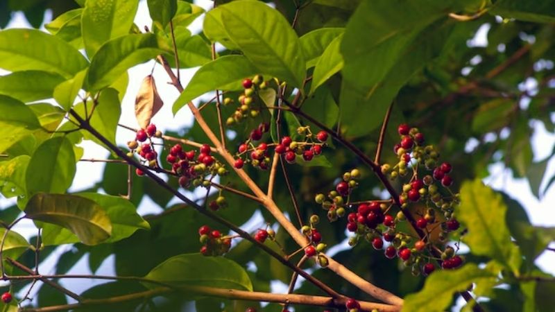 Cây sắn thuyền thường lấy lá làm gia vị cho nhiều món ăn