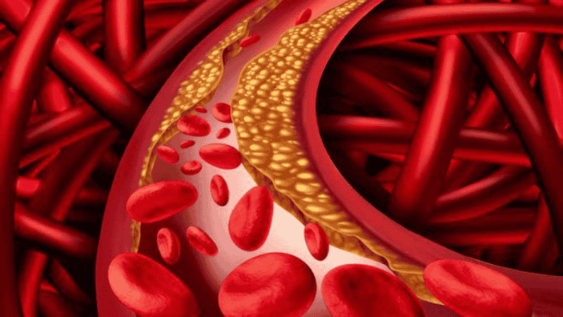 Flavonoid c&oacute; trong sắn thuyền gi&uacute;p l&agrave;m giảm nồng độ cholesterol trong m&aacute;u