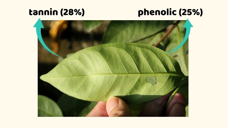 Th&agrave;nh phần h&oacute;a học của c&acirc;y sắn thuyền chủ yếu gồm nh&oacute;m tannin v&agrave; phenolic