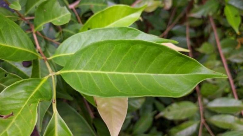 Trong y học cổ truyền, l&aacute; sắn thuyền c&oacute; vị đắng ch&aacute;t, t&iacute;nh m&aacute;t, quy kinh Tr&agrave;ng v&agrave; Vị