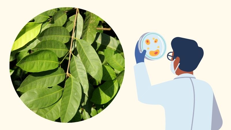 C&aacute;c hoạt chất chiết xuất từ l&aacute; sắn thuyền c&oacute; hoạt t&iacute;nh kh&aacute;ng khuẩn mạnh