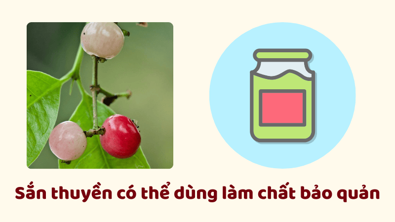 Bạn c&oacute; thể sử dụng sắn thuyền như một chất bảo quản thực phẩm