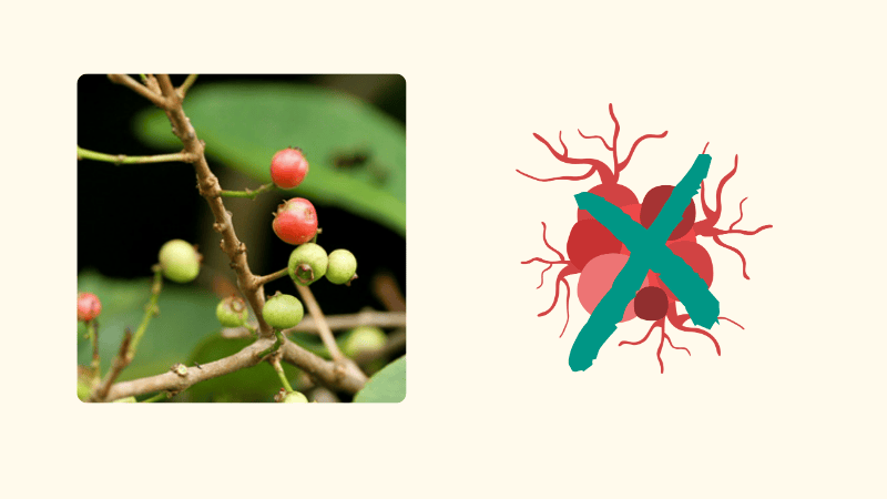 C&aacute;c hợp chất từ chiết xuất sắn thuyền c&oacute; khả năng chống c&aacute;c tế b&agrave;o ung thư