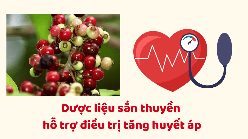 Chiết xuất từ dược liệu sắn thuyền c&oacute; t&aacute;c dụng hạ huyết &aacute;p đ&aacute;ng kể