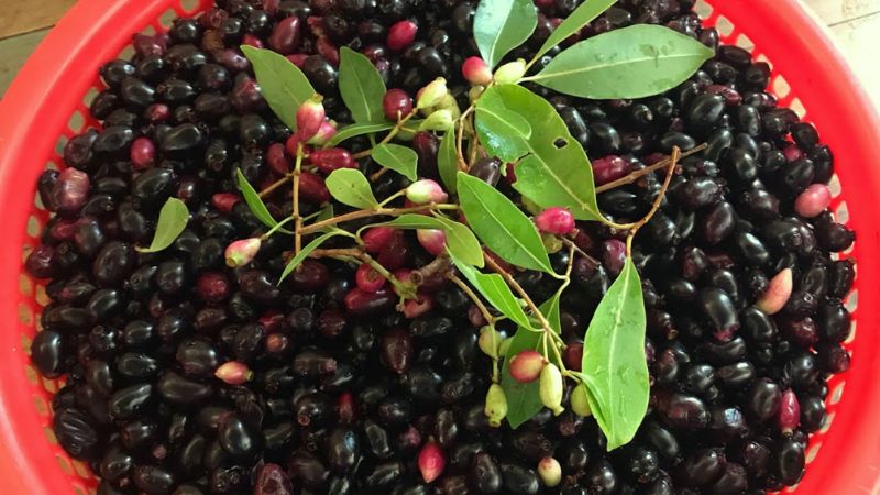 Sắn thuyền được sử dụng trong rất nhiều b&agrave;i thuốc Y học cổ truyền