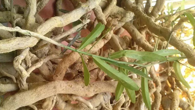 Xáo tam phân là loại cây thuộc họ Cam, nổi tiếng với tác dụng hỗ trợ điều trị ung thư