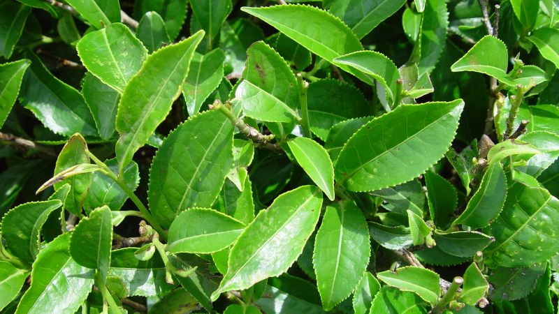Trà đen được chế biến từ lá cây trà Camellia Sinensis