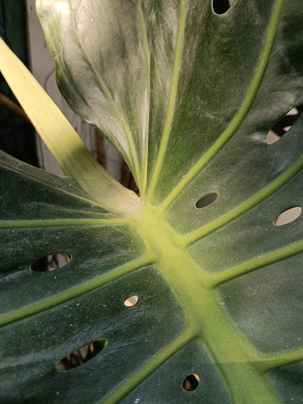 Ảnh chụp cận cảnh từ camera của OPPO A5 Pro 5G