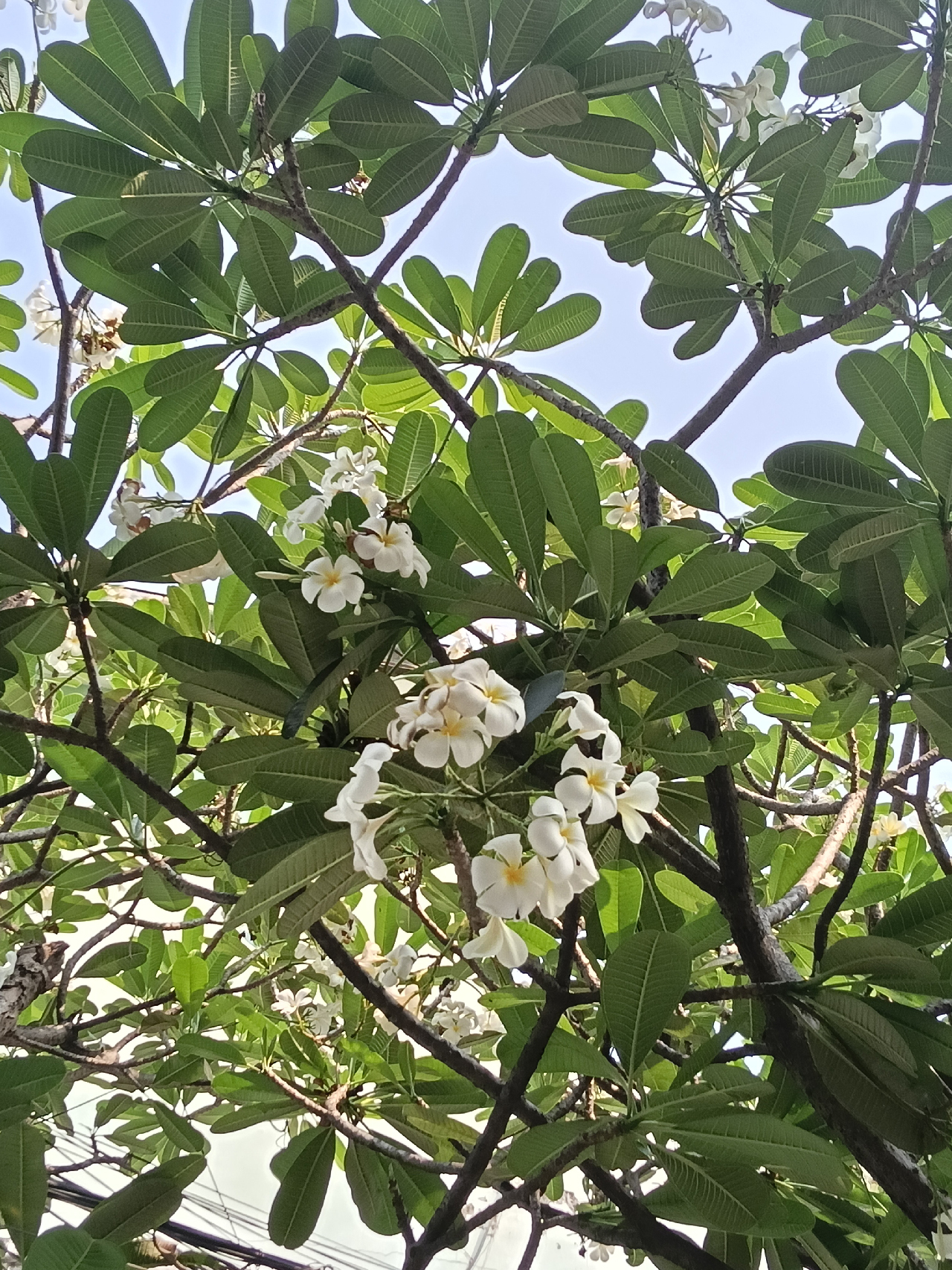 Ảnh chụp 1x trong điều kiện ngược sáng từ camera của OPPO A5 Pro 5G