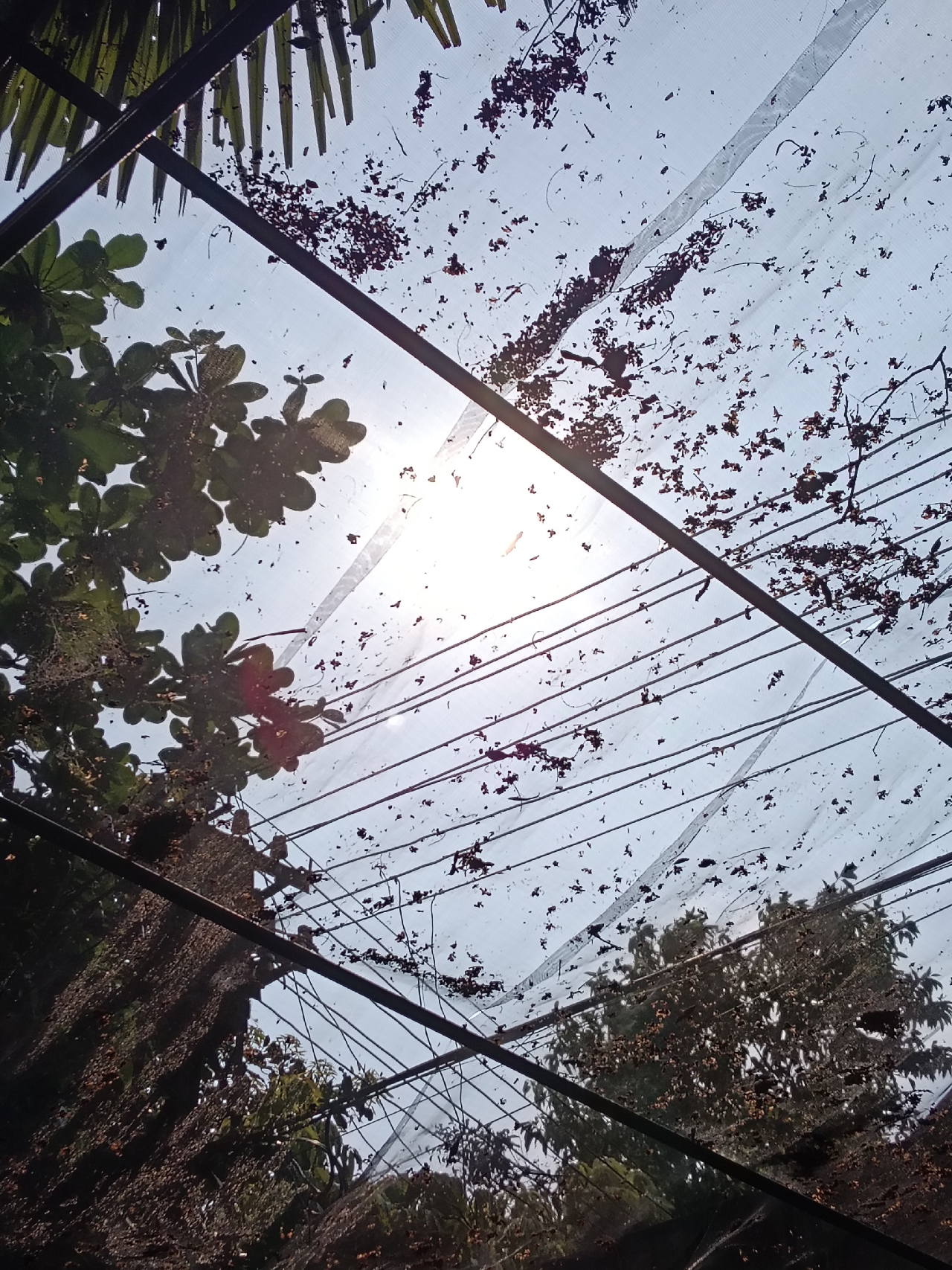 Ảnh chụp 1x trong điều kiện ngược sáng từ camera của OPPO A5 Pro 5G