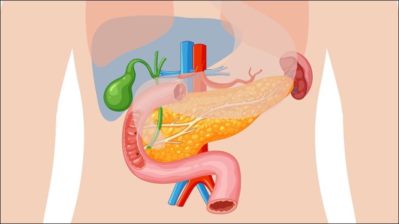 Kefir chứa hơn 50 loại lợi khuẩn probiotic giúp hỗ trợ tiêu hóa