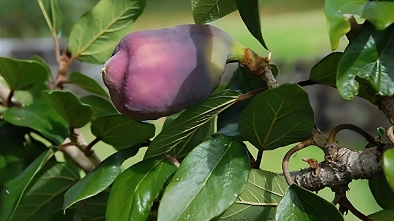 Cây trâu cổ có tên khoa học là Ficus pumila L., họ Moraceae