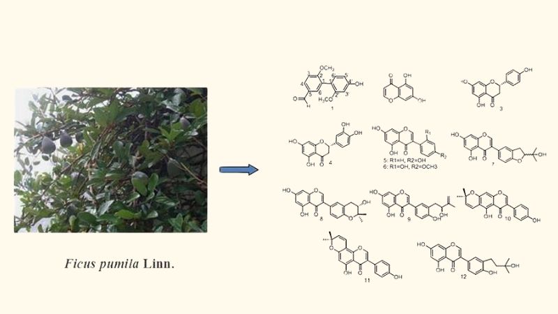 Một số thành phần hóa học chính của trâu cổ gồm alkaloid, glycoside, saponin và tannin