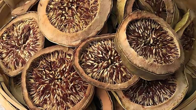 Trâu cổ là loài dược liệu quý có nhiều tác dụng trong Y học cổ truyền