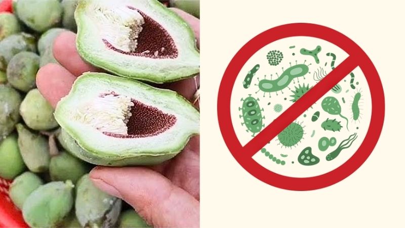 Dịch chiết từ trâu cổ có tính kháng khuẩn đối với cả vi khuẩn Gram dương và Gram âm