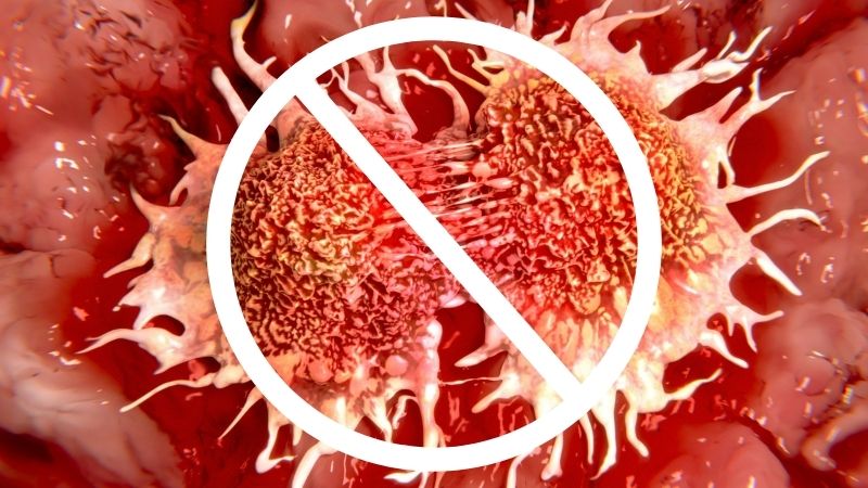 Các hợp chất flavonoid chiết xuất từ dịch chiết trâu cổ có khả năng ức chế khối u