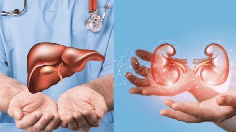 Dịch chiết trâu cổ giúp bảo vệ sức khỏe gan và thận