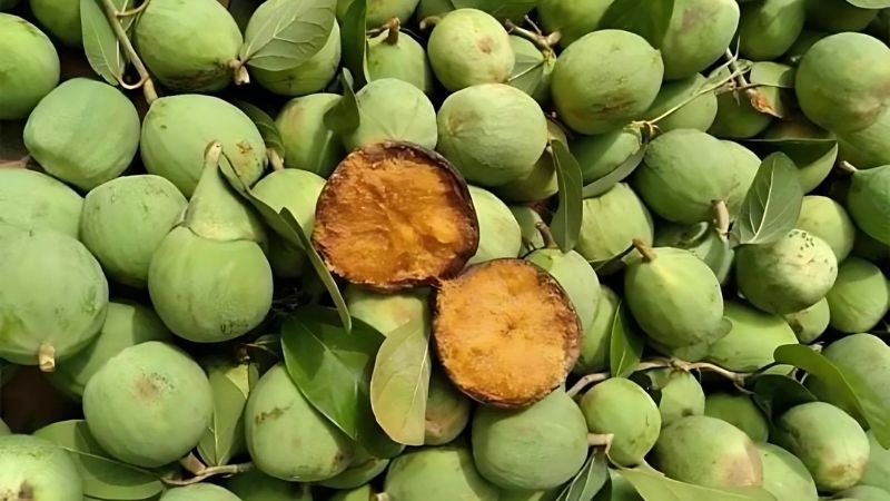 Bạn nên lưu ý dùng trâu cổ với liều lượng phù hợp để đạt hiệu quả cao và an toàn
