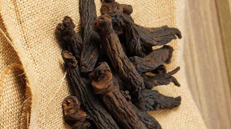 Huyền sâm thường được kết hợp với các vị dược liệu khác để chữa bệnh Huyền sâm thường được kết hợp với các vị dược liệu khác để chữa bệnh