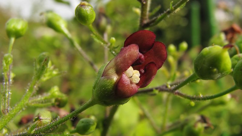 Huyền sâm chứa nhiều hợp chất có hoạt tính sinh học như iridoid, phenolic glycoside, flavonoid, triterpenoid, alkaloid Huyền sâm chứa nhiều hợp chất có hoạt tính sinh học như iridoid, phenolic glycoside, flavonoid, triterpenoid, alkaloid