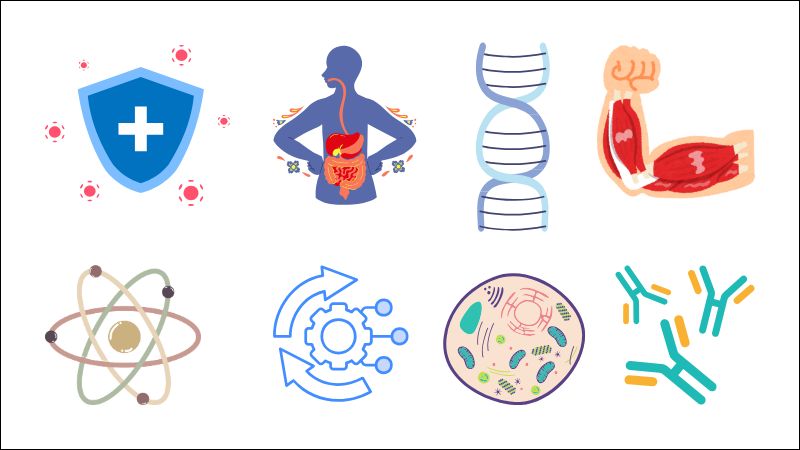 Axit nucleic đóng vai trò quan trọng trong nhiều quá trình sinh học của cơ thể