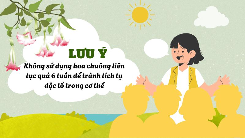 Không sử dụng hoa chuông liên tục quá 6 tuần để tránh tích tụ độc tố trong cơ thể Không sử dụng hoa chuông liên tục quá 6 tuần để tránh tích tụ độc tố trong cơ thể