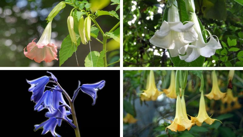 Hoa chuông có nhiều màu sắc khác nhau tạo nên sự đa dạng của loài Brugmansia sp. Hoa chuông có nhiều màu sắc khác nhau tạo nên sự đa dạng của loài Brugmansia sp.