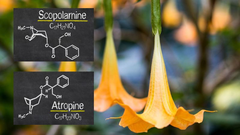 Hoa chuông chứa nhiều hoạt chất gây độc tính như scopolamine và atropine Hoa chuông chứa nhiều hoạt chất gây độc tính như scopolamine và atropine