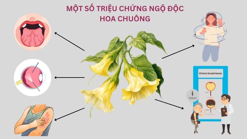Da khô kèm theo mắt nhìn mờ là những dấu hiệu đầu tiên khi ngộ độc của hoa chuông Da khô kèm theo mắt nhìn mờ là những dấu hiệu đầu tiên khi ngộ độc của hoa chuông