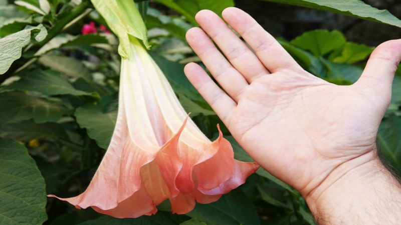 Không nên sử dụng bất kì bộ phận nào của hoa chuông để làm thuốc khi chưa có sự hướng dẫn từ bác sĩ Không nên sử dụng bất kì bộ phận nào của hoa chuông để làm thuốc khi chưa có sự hướng dẫn từ bác sĩ