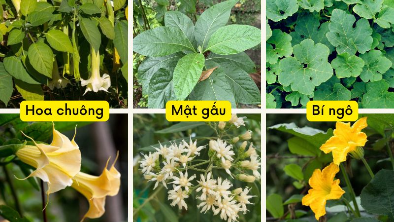 Bạn cần phân biệt rõ cây hoa chuông, mật gấu và bí ngô để tránh nhầm lẫn khi thu hái Bạn cần phân biệt rõ cây hoa chuông, mật gấu và bí ngô để tránh nhầm lẫn khi thu hái