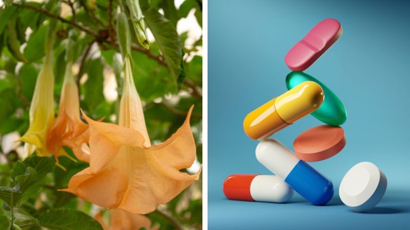 Không dùng đồng thời hoa chuông với thuốc kháng cholinergic vì có thể tăng nguy cơ gặp tác dung phụ Không dùng đồng thời hoa chuông với thuốc kháng cholinergic vì có thể tăng nguy cơ gặp tác dung phụ