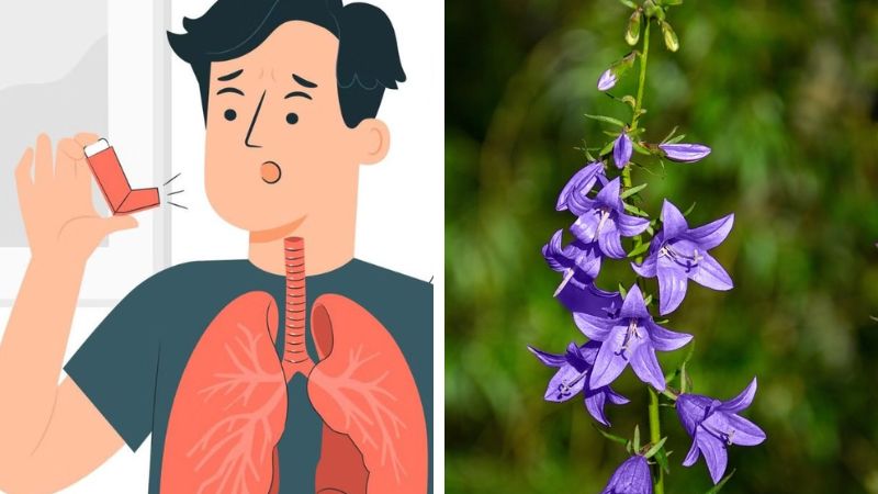 Cây hoa chuông có tiềm năng hỗ trợ điều trị hen suyễn tương đương với salbutamol sulfat Cây hoa chuông có tiềm năng hỗ trợ điều trị hen suyễn tương đương với salbutamol sulfat
