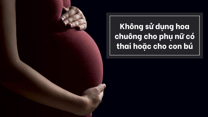 Không dùng hoa chuông cho phụ nữ có thai và cho con bú để đảm bảo an toàn Không dùng hoa chuông cho phụ nữ có thai và cho con bú để đảm bảo an toàn