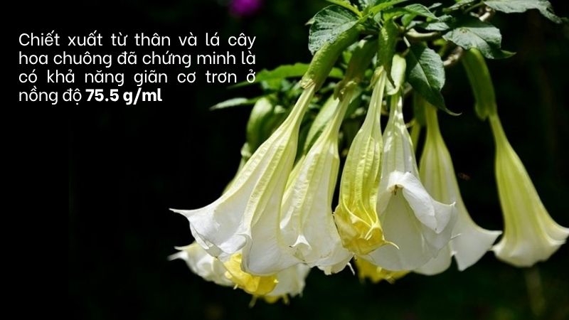 Chiết xuất từ lá và thân hoa chuông cho thấy tiềm năng giãn cơ trơn Chiết xuất từ lá và thân hoa chuông cho thấy tiềm năng giãn cơ trơn