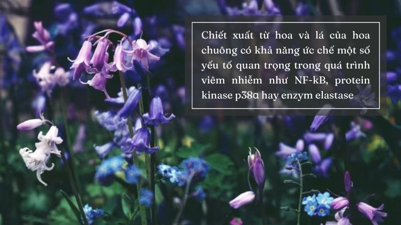 Chiết xuất từ lá và hoa chuông thể hiện hoạt tính kháng viêm đáng kể Chiết xuất từ lá và hoa chuông thể hiện hoạt tính kháng viêm đáng kể