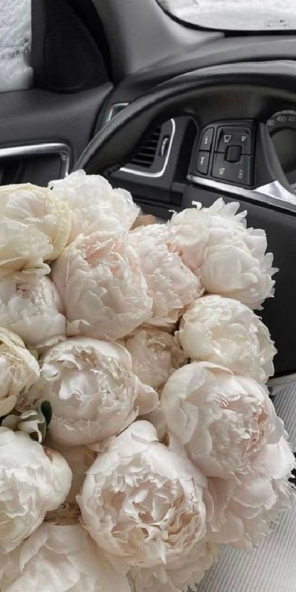 Hình nền hoa mẫu đơn màu trắng - 06 Hình nền hoa mẫu đơn màu trắng - 06