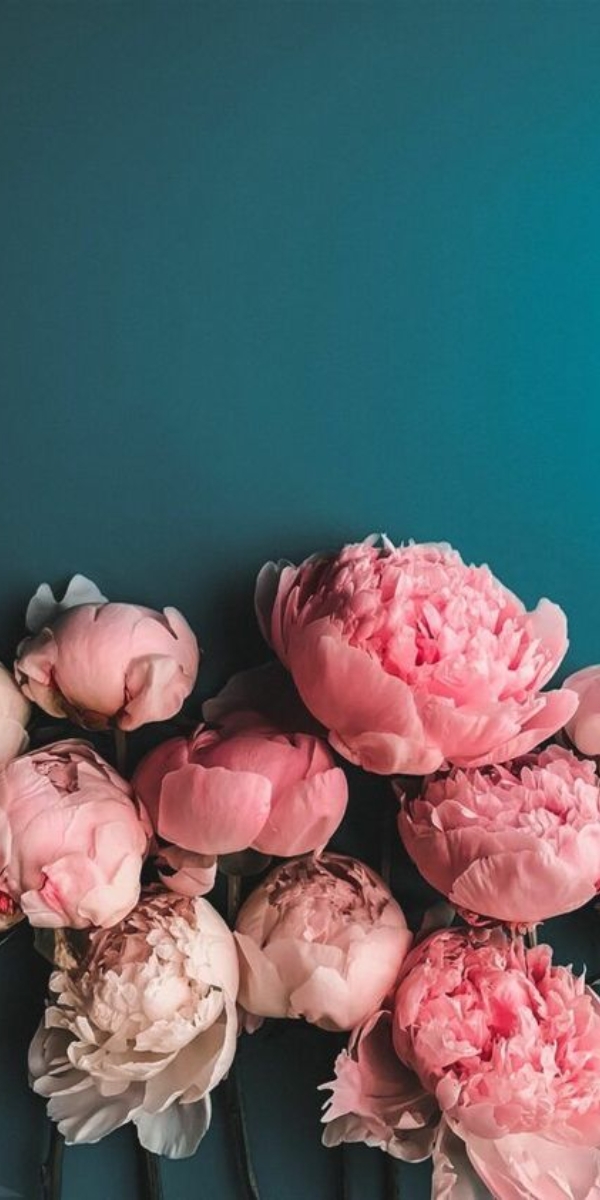 Hình nền hoa mẫu đơn màu hồng - 06 Hình nền hoa mẫu đơn màu hồng - 06