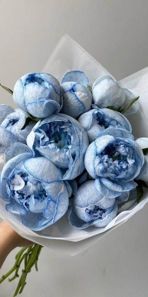 Hình nền hoa mẫu đơn màu xanh - 01 Hình nền hoa mẫu đơn màu xanh - 01