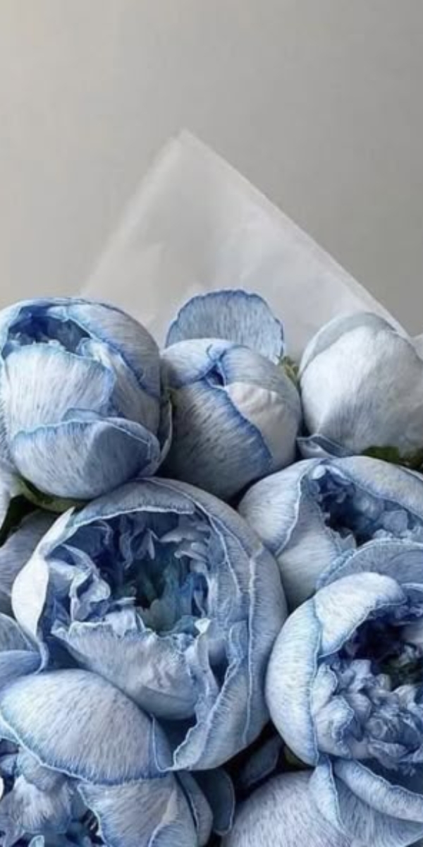 Hình nền hoa mẫu đơn màu xanh - 03 Hình nền hoa mẫu đơn màu xanh - 03