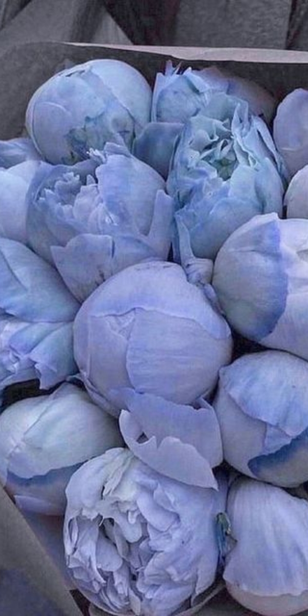 Hình nền hoa mẫu đơn màu xanh - 06 Hình nền hoa mẫu đơn màu xanh - 06