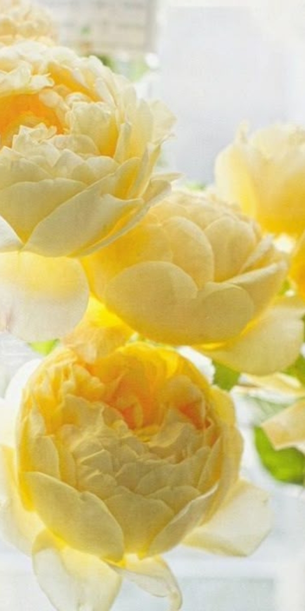 Hình nền hoa mẫu đơn màu vàng - 02 Hình nền hoa mẫu đơn màu vàng - 02