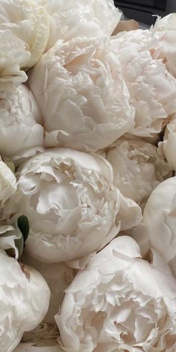 Hình nền hoa mẫu đơn màu trắng - 01 Hình nền hoa mẫu đơn màu trắng - 01