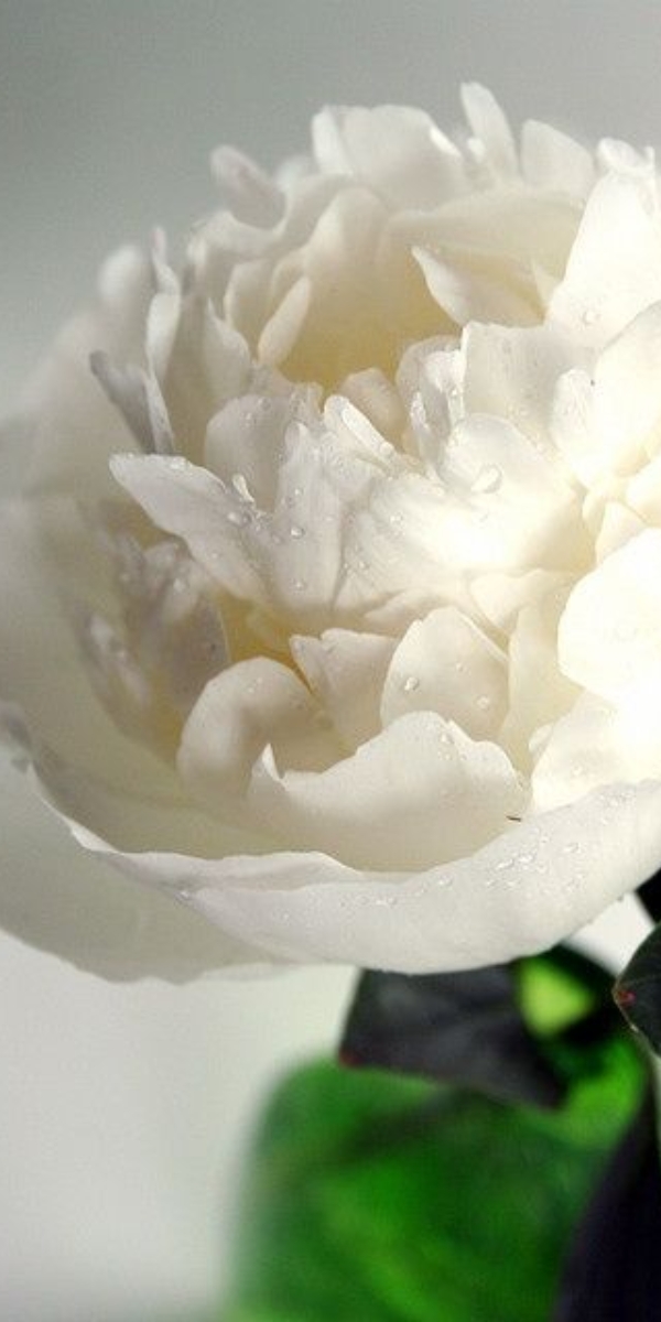 Hình nền hoa mẫu đơn màu trắng - 04 Hình nền hoa mẫu đơn màu trắng - 04