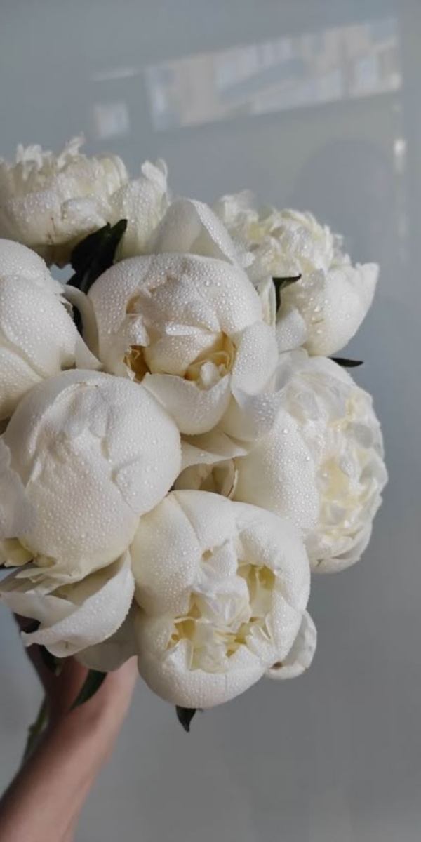 Hình nền hoa mẫu đơn màu trắng - 08 Hình nền hoa mẫu đơn màu trắng - 08