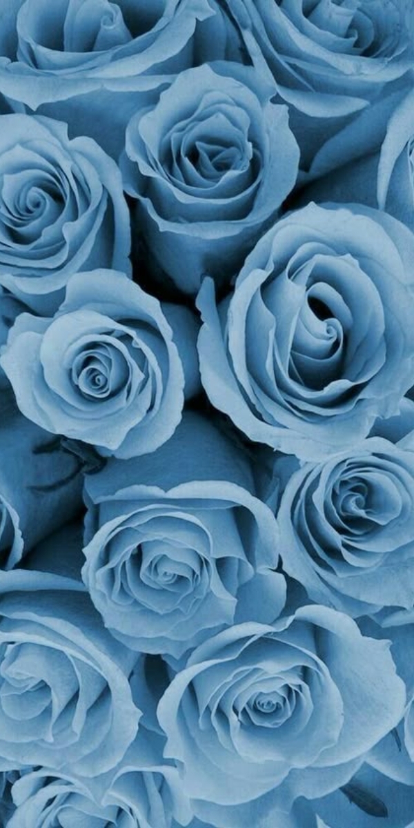 Hình nền hoa hồng màu xanh 2 Hình nền hoa hồng màu xanh 2